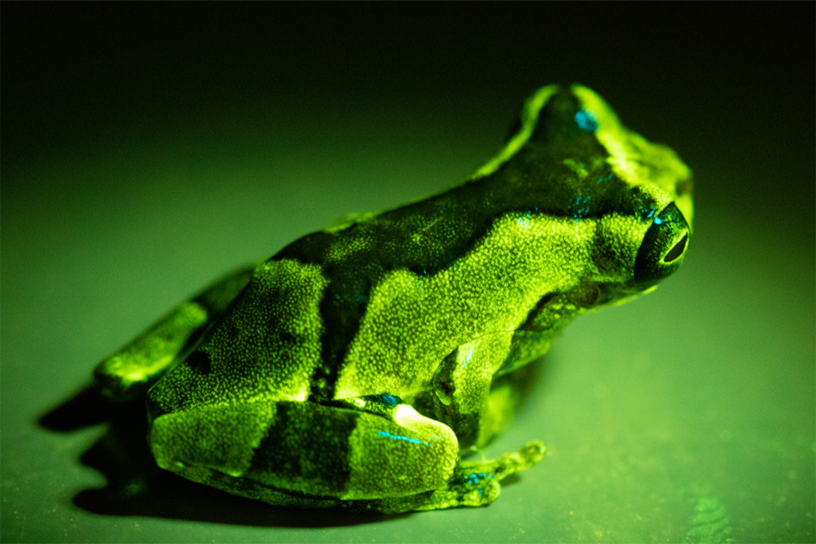 The first discovery of fluorescence in frogs was a complete accident — someone had a black light UV light, shone it on a frog and then did a double take. (Santiago Ron)