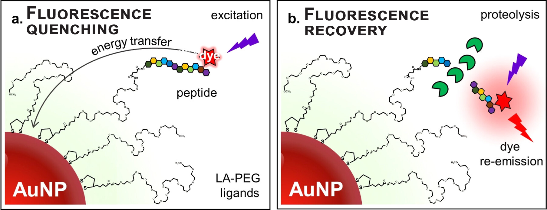 An illustration of how the biomarker testing process developed by Mattoussi's research team works. Peptides are connected to a gold nanoparticle (AuNP) and to dye. Energy from the dye is transferred to the nanoparticle, which prevents it from glowing under ultraviolet light — a phenomenon known as energy quenching. When an enzyme is added to the testing set-up, it severs the bond between the peptide and the gold nanparticle, allowing it to glow under UV light. Scientists can measure the timing and amount of that glowing to understand if cancer is present in a sample and in what concentrations. (Courtesy of Hedi Mattoussi)