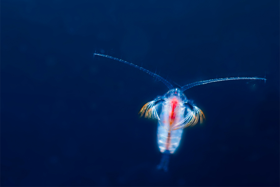 Euchirella and other copepods (microscopic crustaceans) are important producers of sinking particles. This individual was collected on a 2017 cruise on the R/V Revelle. (Courtesy of Michael Stukel)