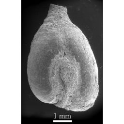 Wild Etruscan grape seed. (SABAP-SI/FSU)