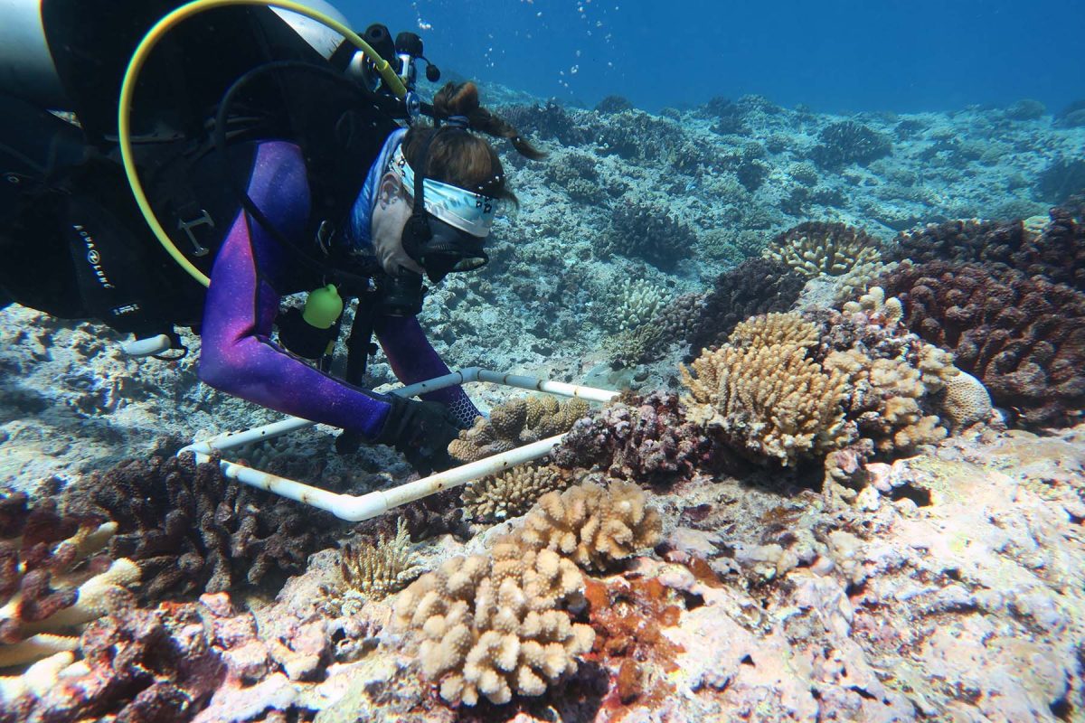 Erika Johnston, pictured, and Scott Burgess named this new coral “Pocillopora tuahiniensis” because tuahine means “sister” in the Tahitian language, and to recognize the people who have lived in French Polynesia a few thousand years. (Photo by Scott Burgess)