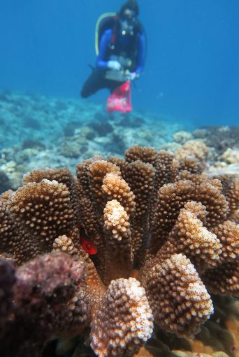 The FSU scientists described Pocillopora tuahiniensis by studying the coral's genome and examining the symbiotic algae that live inside the coral’s cells. (Photo by Chris Peters) 