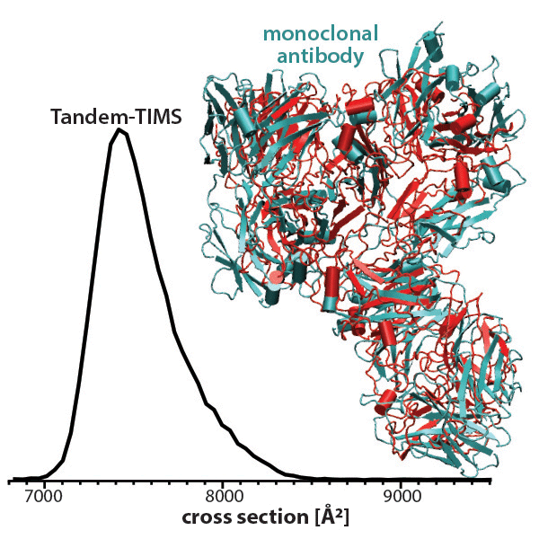 A diagram showing results from the Tandem-TIMS instrument. The x-axis shows the cross section, or the size of the ions. The y-axis represents the abundance of ions with that particular cross section. The black line shows the results for the NIST monoclonal antibody. An illustration of the NIST monoclonal antibody appears to the right. (Courtesy of Fanny Liu)